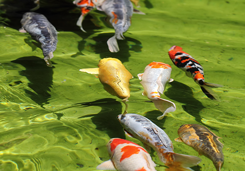 Koi Koi